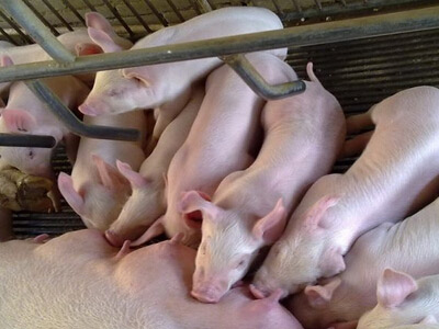 瑞農飼料帶你了解仔豬腹瀉和母乳大有關(guān)系